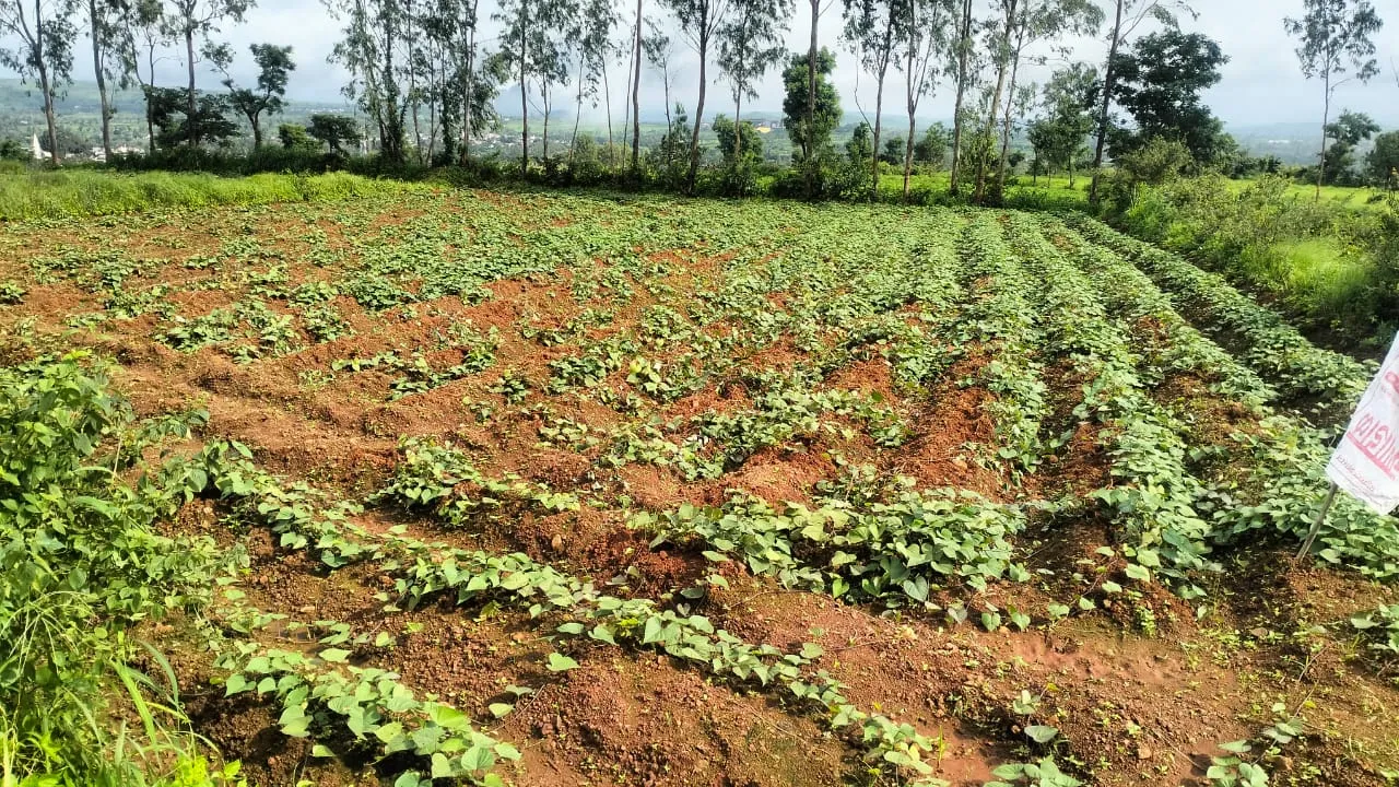 शाहुवाडी तालुक्यात रानडुक्करांकडून रताळी पिकाचे नुकसान